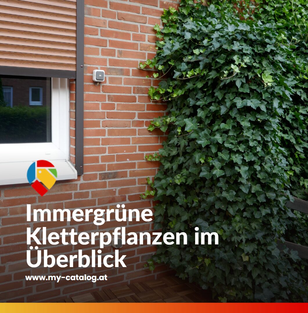 Immergrüne Kletterpflanzen im Überblick