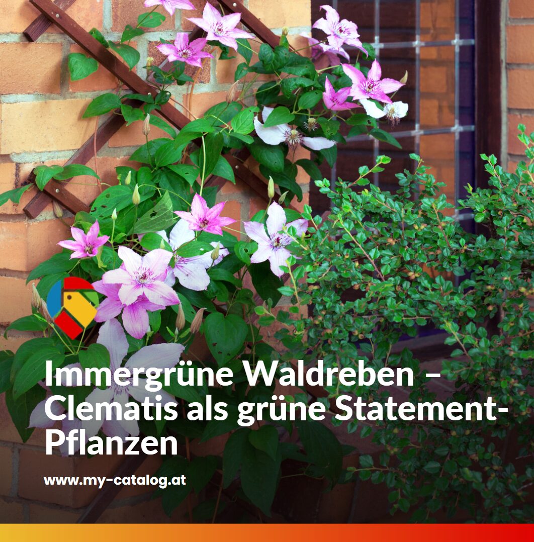 Immergrüne Waldreben – Clematis als grüne Statement-Pflanzen