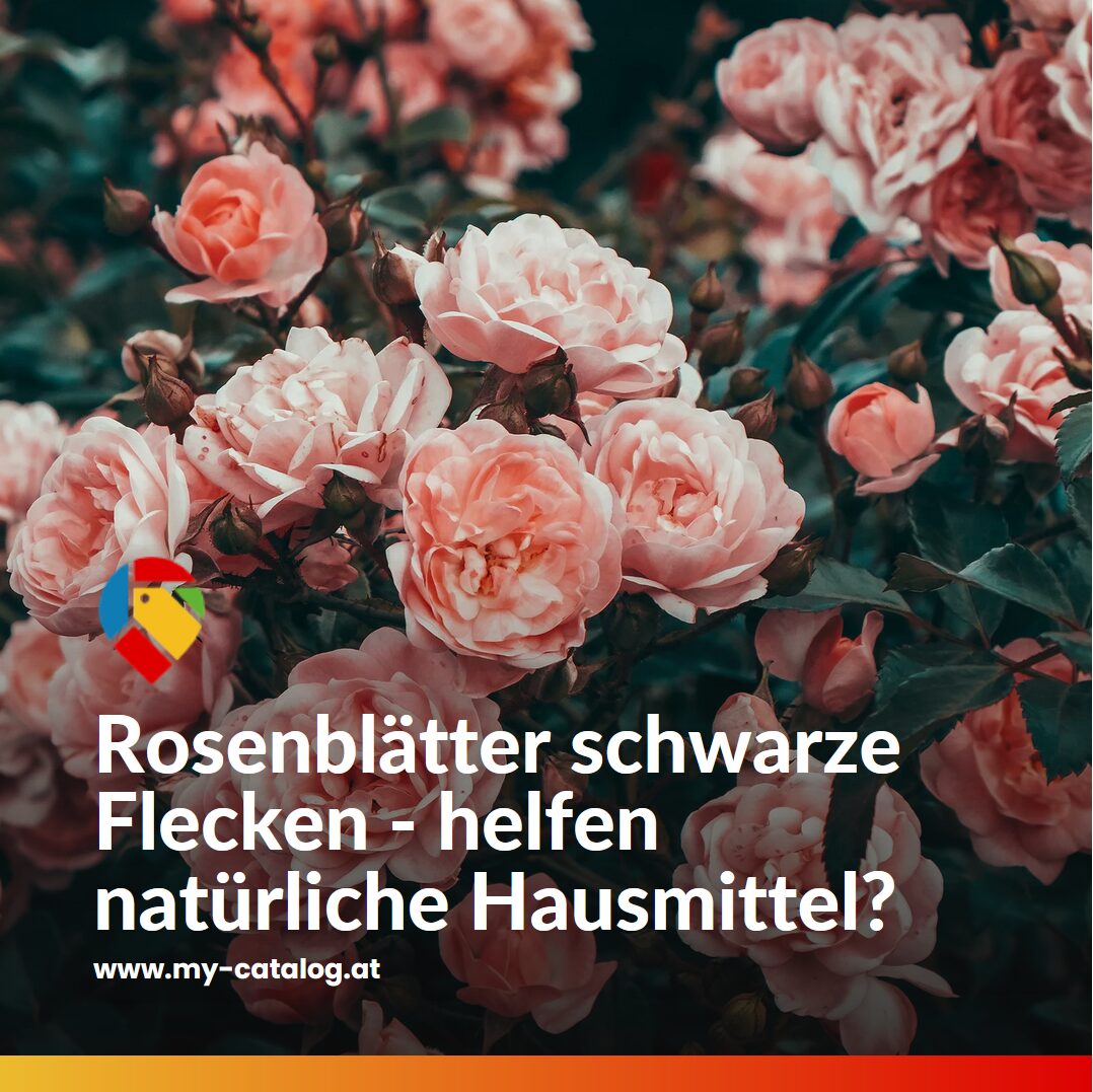 Rosenblätter haben schwarze Flecken - helfen natürliche Hausmittel