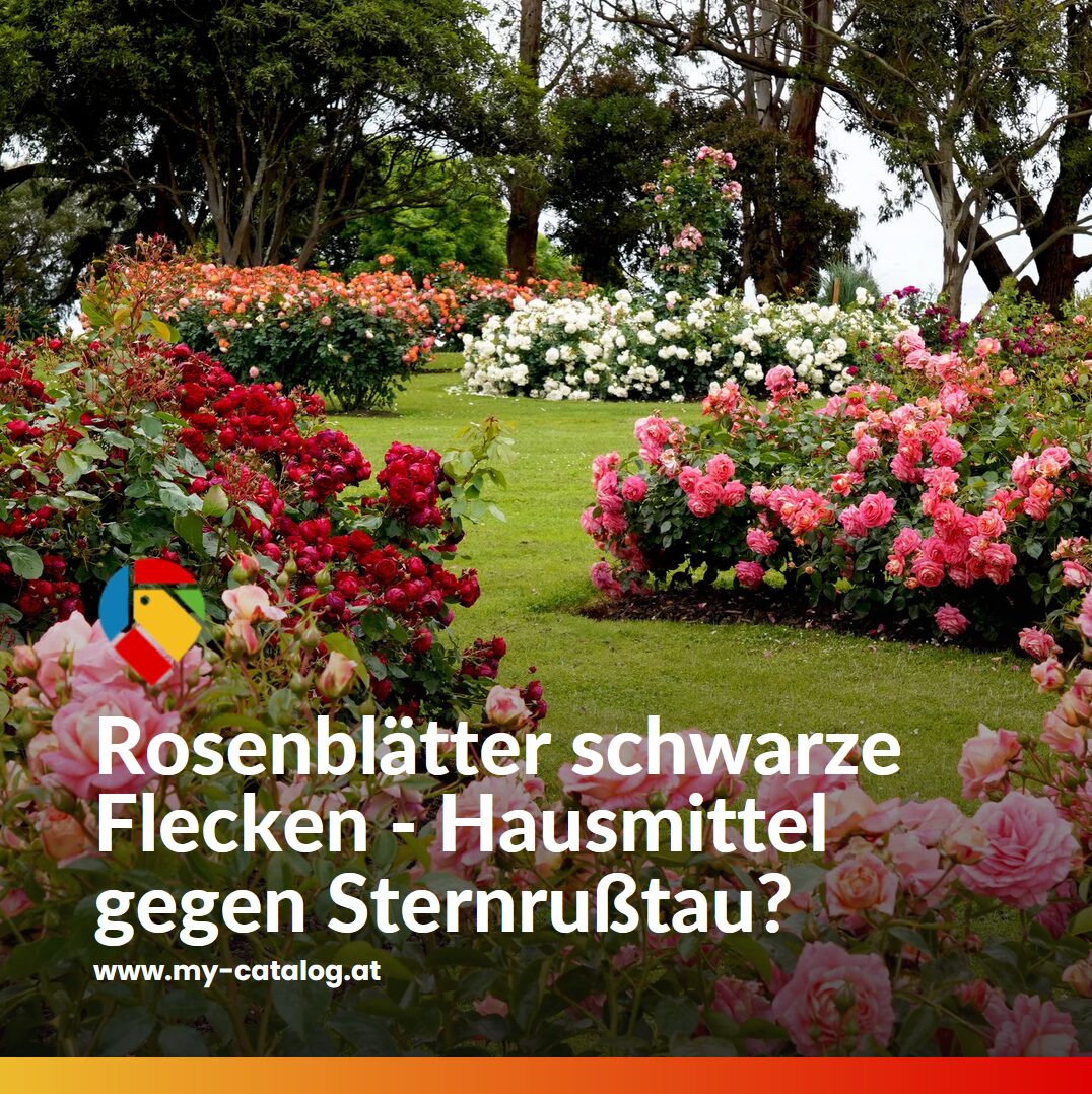 Rosenblätter schwarze Flecken - Hausmittel gegen Sternrußtau