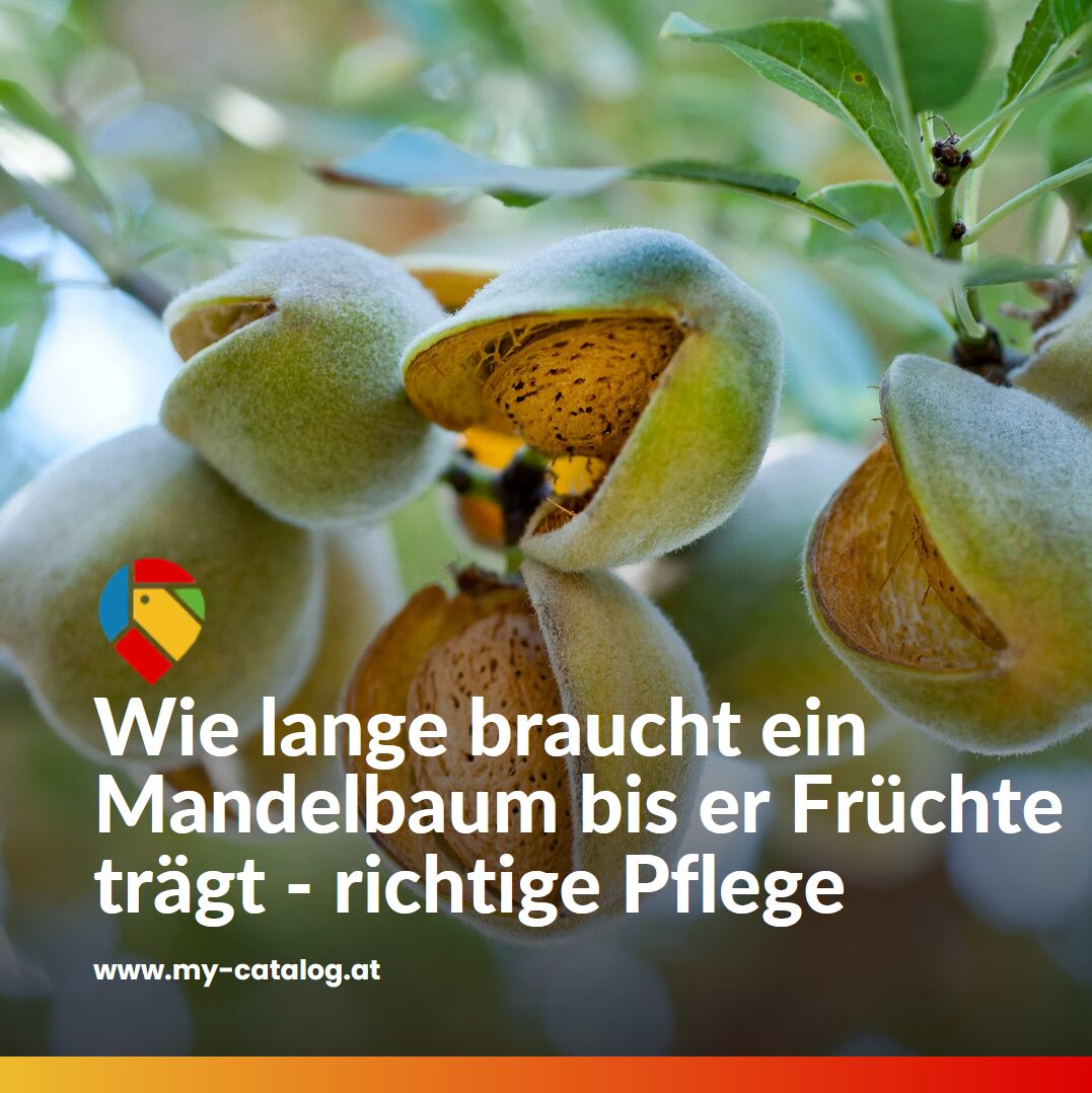 Wie lange braucht ein Mandelbaum bis er Früchte trägt - richtige Pflege