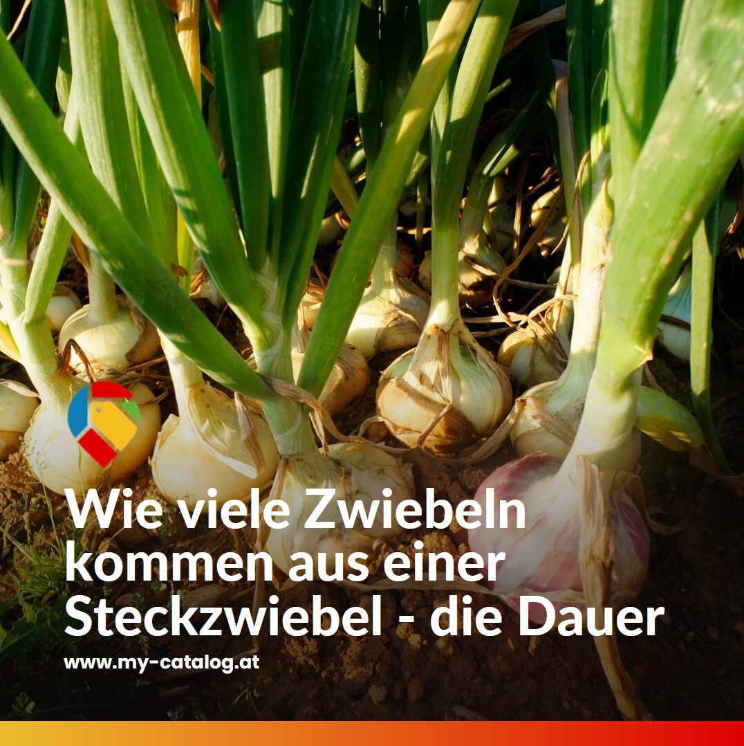 Wie viele Zwiebeln kommen aus einer Steckzwiebel - die Dauer