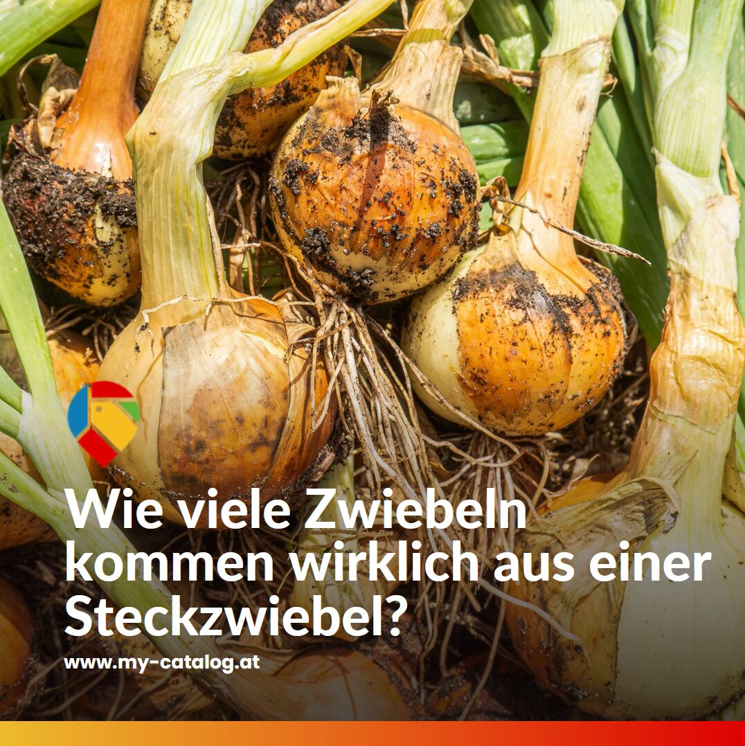 Wie viele Zwiebeln kommen wirklich aus einer Steckzwiebel?