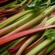 rhabarberschnaps selber machen mit frischem rhabarber