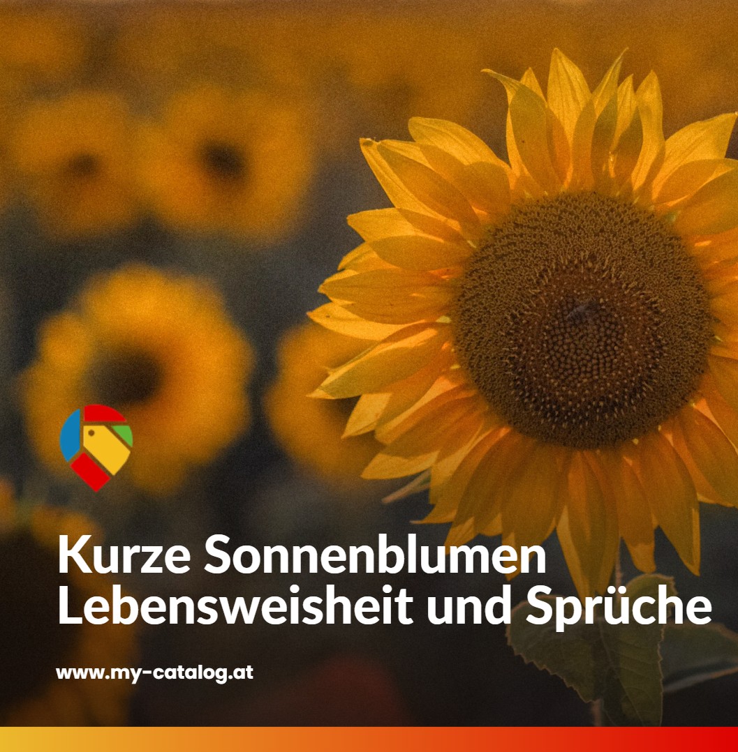 Kurze Sonnenblumen Lebensweisheit und Sprüche