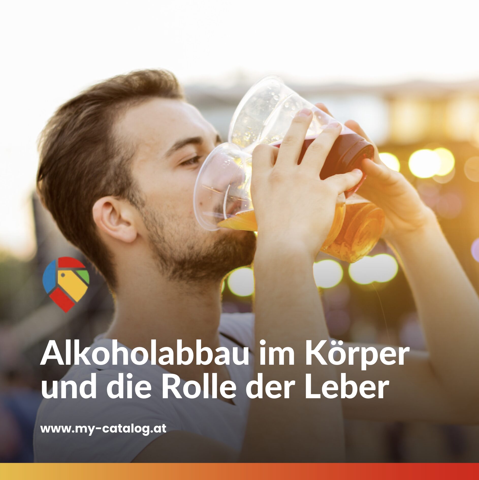 Wie viel Promille hat ein Bier? Alkoholabbau im Körper und die Rolle der Leber